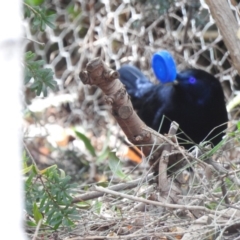 Ptilonorhynchus violaceus (Satin Bowerbird) at Burradoo, NSW - 27 Apr 2020 by GlossyGal