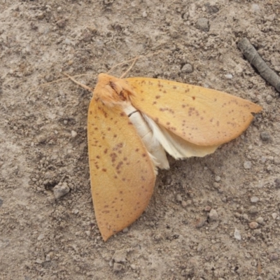 Plesanemma fucata (Lemon Gum Moth) at The Pinnacle - 27 Apr 2010 by AlisonMilton