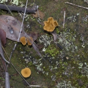 Lichenomphalia chromacea at Hawker, ACT - 24 Apr 2020