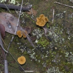 Lichenomphalia chromacea at Hawker, ACT - 24 Apr 2020