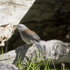 Colluricincla harmonica (Grey Shrikethrush) at Hawker, ACT - 27 Jul 2014 by AlisonMilton