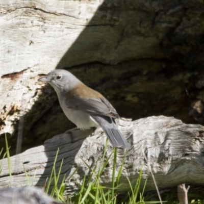 Colluricincla harmonica (Grey Shrikethrush) at Hawker, ACT - 27 Jul 2014 by Alison Milton