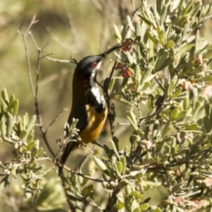 Acanthorhynchus tenuirostris at Hawker, ACT - 27 Jul 2014