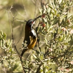 Acanthorhynchus tenuirostris (Eastern Spinebill) at The Pinnacle - 27 Jul 2014 by Alison Milton