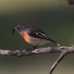 Petroica boodang (Scarlet Robin) at The Pinnacle - 27 Jul 2014 by Alison Milton