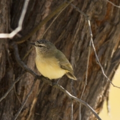 Acanthiza chrysorrhoa (Yellow-rumped Thornbill) at Hawker, ACT - 27 Jul 2014 by Alison Milton
