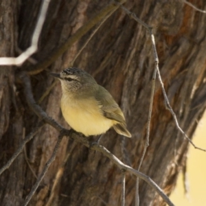 Acanthiza chrysorrhoa at Hawker, ACT - 27 Jul 2014