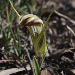 Diplodium truncatum (Little Dumpies, Brittle Greenhood) at Gundaroo, NSW - 27 Apr 2020 by MaartjeSevenster