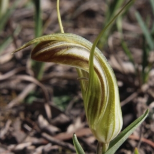 Diplodium truncatum at Gundaroo, NSW - suppressed