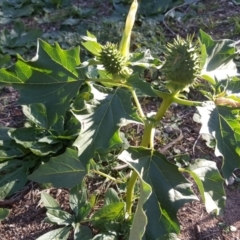 Datura stramonium (Common Thornapple) at Symonston, ACT - 26 Apr 2020 by Mike