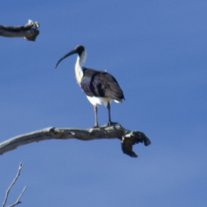 Threskiornis spinicollis at Hawker, ACT - 18 Jan 2015 10:02 AM