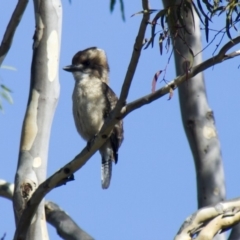 Dacelo novaeguineae (Laughing Kookaburra) at Hawker, ACT - 18 Jan 2015 by AlisonMilton