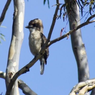 Dacelo novaeguineae (Laughing Kookaburra) at Hawker, ACT - 17 Jan 2015 by Alison Milton