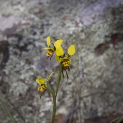 Diuris sulphurea (Tiger Orchid) at The Pinnacle - 28 Oct 2014 by AlisonMilton