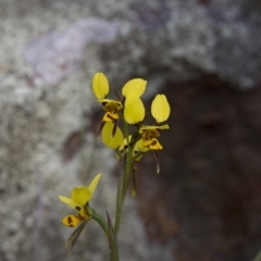 Diuris sulphurea at Hawker, ACT - suppressed