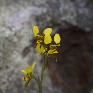 Diuris sulphurea at Hawker, ACT - 28 Oct 2014