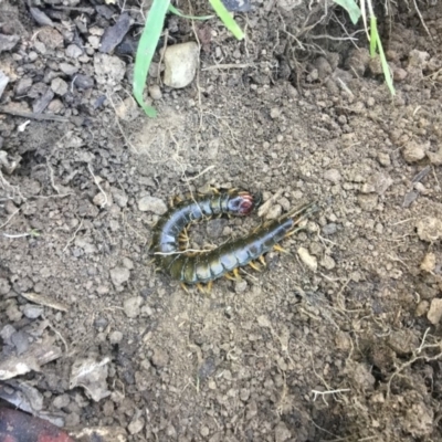 Scolopendromorpha (order) (A centipede) at Page, ACT - 26 Apr 2020 by GerrieT