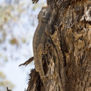 Pogona barbata at Hawker, ACT - suppressed