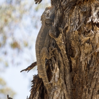 Pogona barbata (Eastern Bearded Dragon) at The Pinnacle - 9 Nov 2014 by AlisonMilton