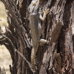 Pogona barbata at Hawker, ACT - suppressed