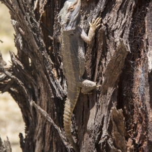 Pogona barbata at Hawker, ACT - 9 Nov 2014