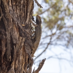 Pogona barbata at Hawker, ACT - suppressed