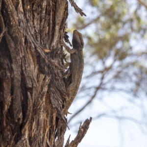 Pogona barbata at Hawker, ACT - 9 Nov 2014