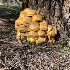 Gymnopilus junonius (Spectacular Rustgill) at Mount Majura - 27 Apr 2020 by Ratcliffe