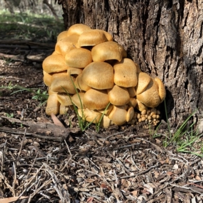 Gymnopilus junonius (Spectacular Rustgill) at Mount Majura - 27 Apr 2020 by Ratcliffe