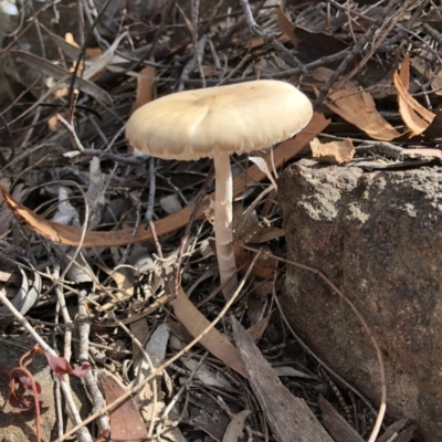 Oudemansiella gigaspora group (Rooting Shank) at Hackett, ACT - 27 Apr 2020 by Ratcliffe