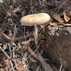 Unidentified Cap on a stem; gills below cap [mushrooms or mushroom-like] at Mount Majura - 27 Apr 2020 by Ratcliffe