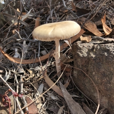 Unidentified Cap on a stem; gills below cap [mushrooms or mushroom-like] at Mount Majura - 27 Apr 2020 by Ratcliffe