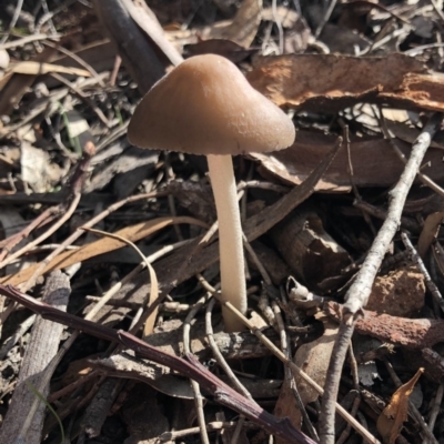 Oudemansiella 'radicata group' (Rooting shank) at Hackett, ACT - 27 Apr 2020 by Ratcliffe