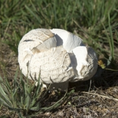 Calvatia sp. (a puffball ) at Hawker, ACT - 18 Jan 2015 by AlisonMilton