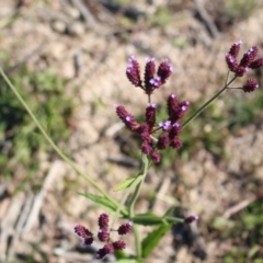 Verbena incompta (Purpletop) at Denman Prospect, ACT - 27 Apr 2020 by Sarah2019