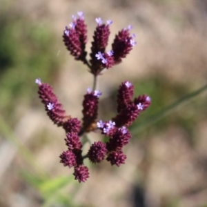 Verbena incompta at Denman Prospect, ACT - 27 Apr 2020 03:52 PM