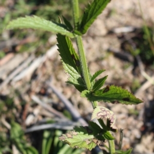 Verbena incompta at Denman Prospect, ACT - 27 Apr 2020