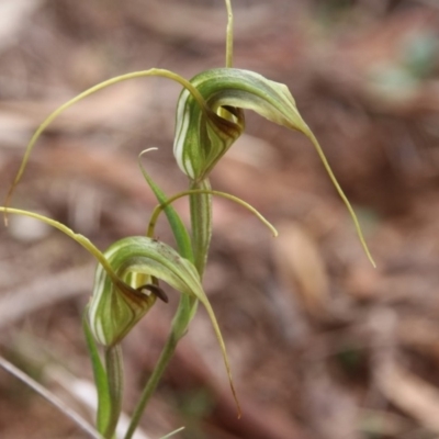 Diplodium laxum (Antelope greenhood) at Mount Majura - 24 Apr 2020 by petersan