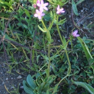 Centaurium erythraea at Denman Prospect, ACT - 27 Apr 2020