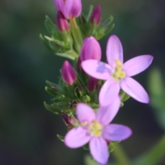 Centaurium erythraea at Denman Prospect, ACT - 27 Apr 2020