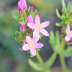 Centaurium erythraea at Denman Prospect, ACT - 27 Apr 2020