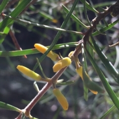 Persoonia sp. at Lower Boro, NSW - 26 Apr 2020 by mcleana