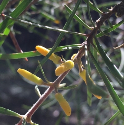 Persoonia sp. at Lower Boro, NSW - 26 Apr 2020 by mcleana