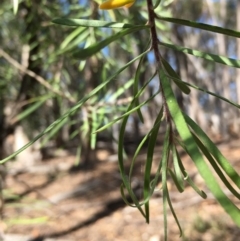 Persoonia sp. at Lower Boro, NSW - 27 Apr 2020