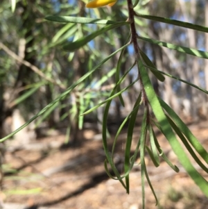 Persoonia sp. at Lower Boro, NSW - 27 Apr 2020