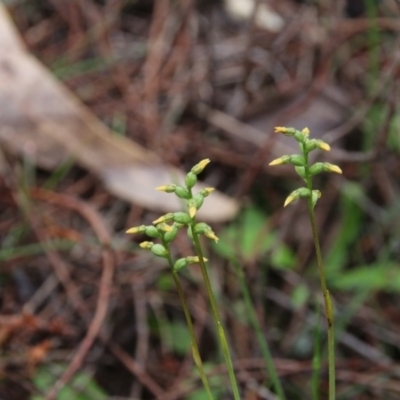Corunastylis clivicola (Rufous midge orchid) at Hackett, ACT - 27 Apr 2020 by petersan