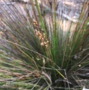 Carex appressa at Boro, NSW - 27 Apr 2020
