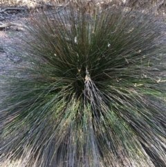 Carex appressa at Boro, NSW - 27 Apr 2020