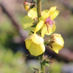 Verbascum virgatum (Green Mullein) at West Stromlo - 27 Apr 2020 by Sarah2019