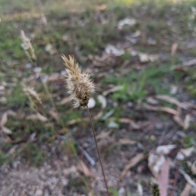 Enneapogon nigricans (Nine-awn Grass, Bottlewashers) at Latham, ACT - 27 Apr 2020 by MattM